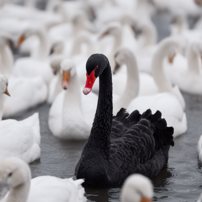 The Next Black Swan? Five Future Shockwaves Investors Shouldnt Ignore